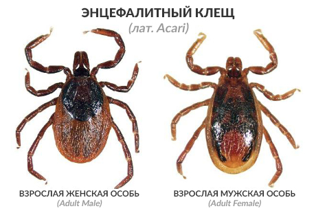 Внешний вид клещей - взрослая женская и мужская особь