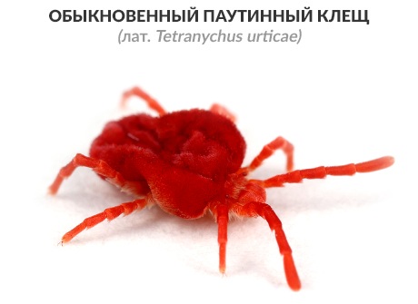 Паутинный клещ фото