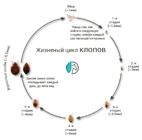 Цикл жизнедеятельности постельных клопов